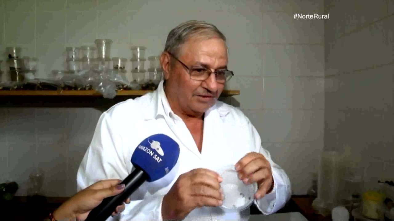 Norte Rural | Pesquisas de controle de Pragas na Produção de Cacau