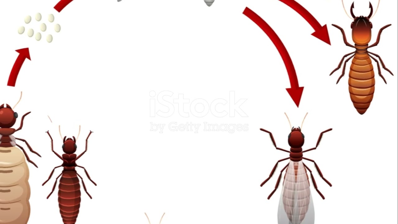 Terminating Termites Top 9 Best Termite Killers