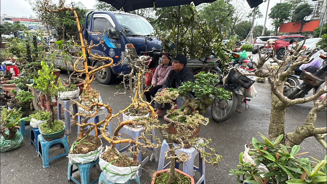 12 TRIỆU - MUỘI HỒNG BONSAI CỦA LI&Ecirc;N TỶ TỶ, SẮP SỐT TƯỜNG VI BONSAI RỒI?