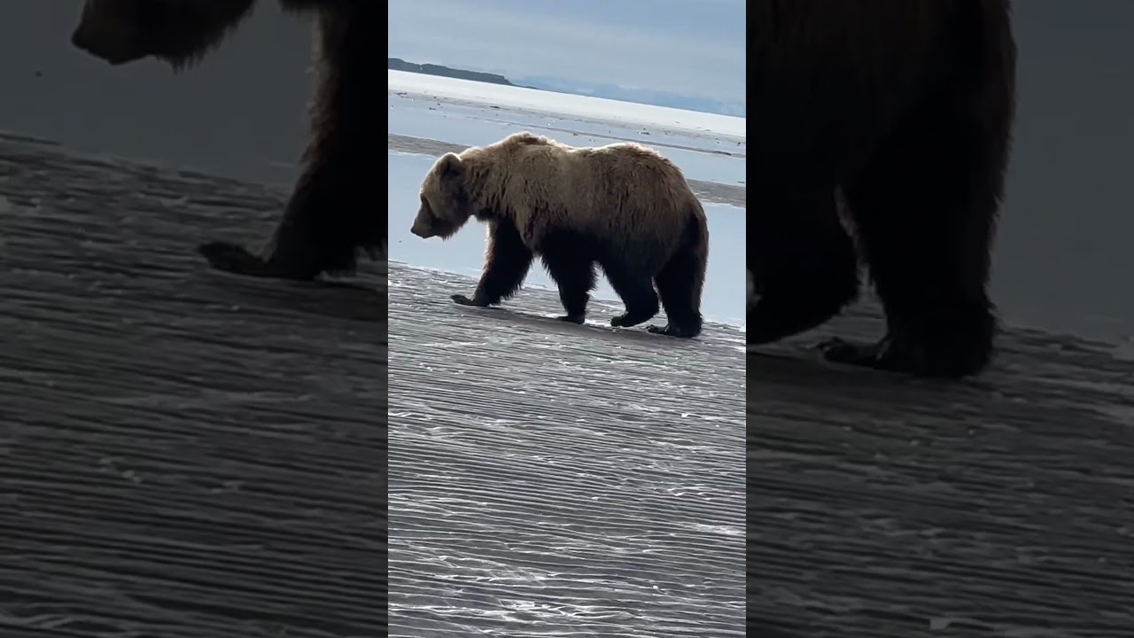 Bear Charges Photographer In Alaska