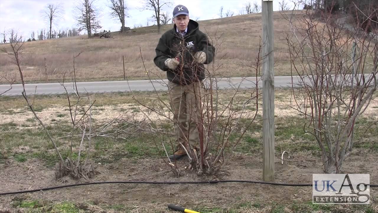 Blueberry Pruning Demonstration