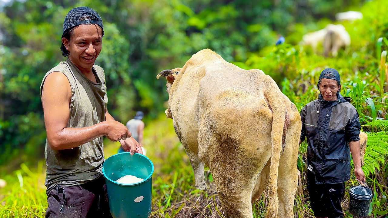 Fui alas vacas de NATHALIA mientras ella esta en reposo