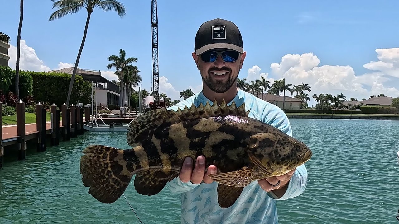 Marco Island is INFESTED with this fish! 🪳