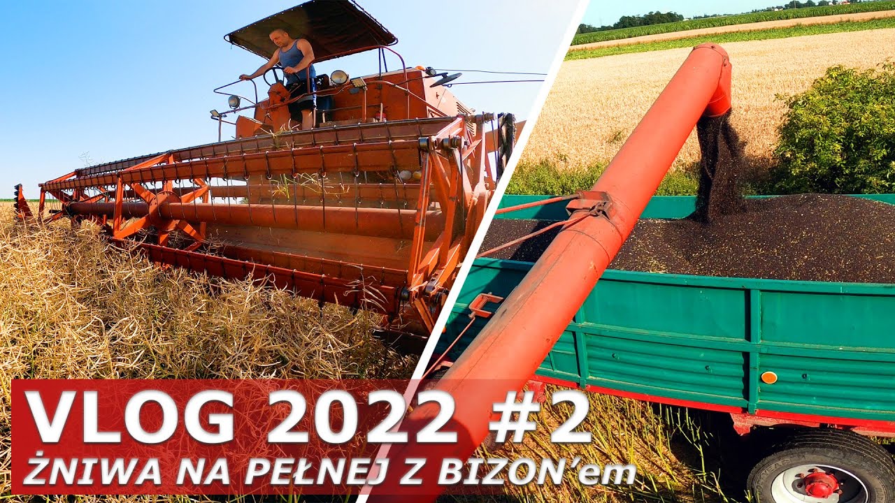 BIZON Z056 vs RZEPAK 2022 – Jaki plon po GRADOBICIU? | (VLOG 2022 #2)