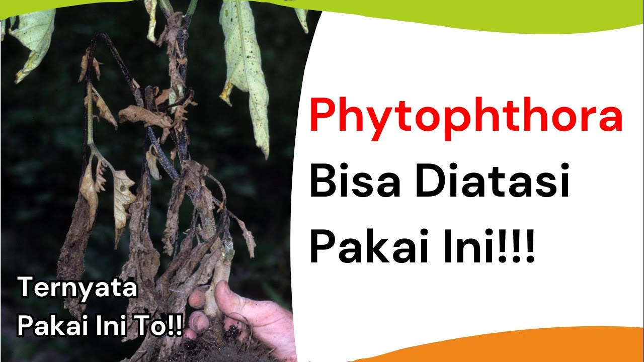 9 Bahan Aktif Fungisida Ampuh Hempas Phytophthora