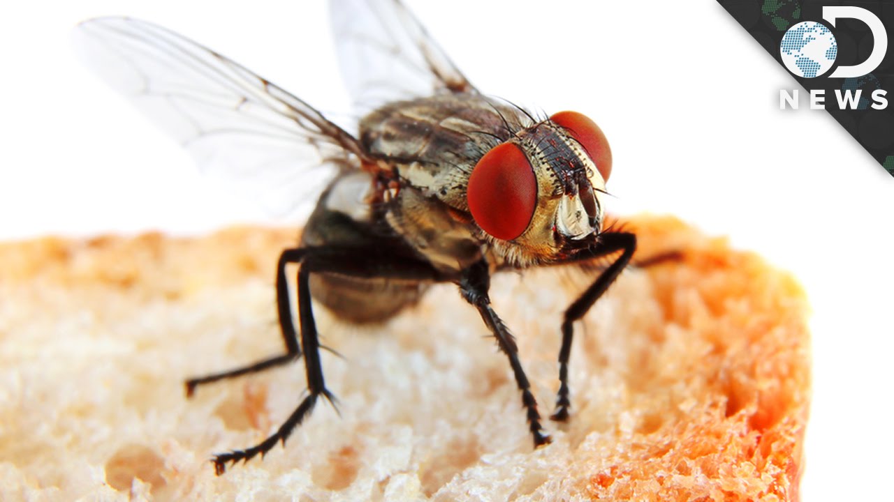 ¿Qué pasa cuando una mosca se para en tu comida? | Discovery en Español