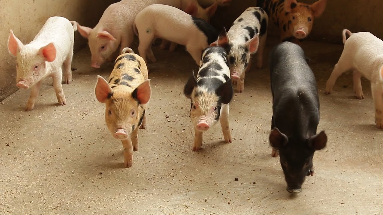 Pig Farming || High In Market Demand || Money Making Among Livestock Farming.