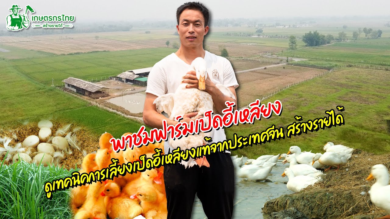 พาชมฟาร์มเป็ดอี้เหลียง ดูเทคนิคการเลี้ยงเป็ดอี้เหลียงแท้จากจีน สร้างรายได้  l ชมสวนเกษตรกรไทย Ep229