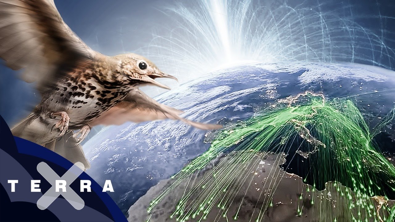 Der geheime Trick der Zugvögel