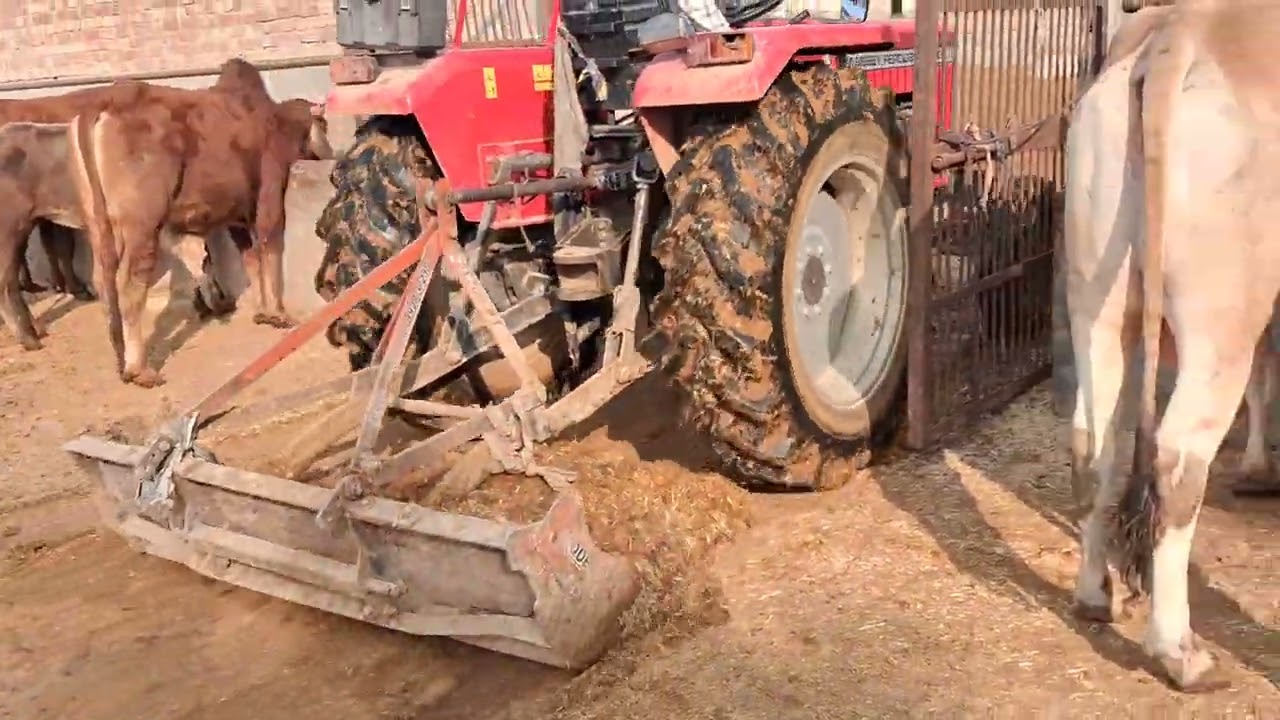 ​#gaumata​ #bull​ #baffalo​ #trending​  #shortvideo​ #shorts #famous #cow #trending #trendingshorts