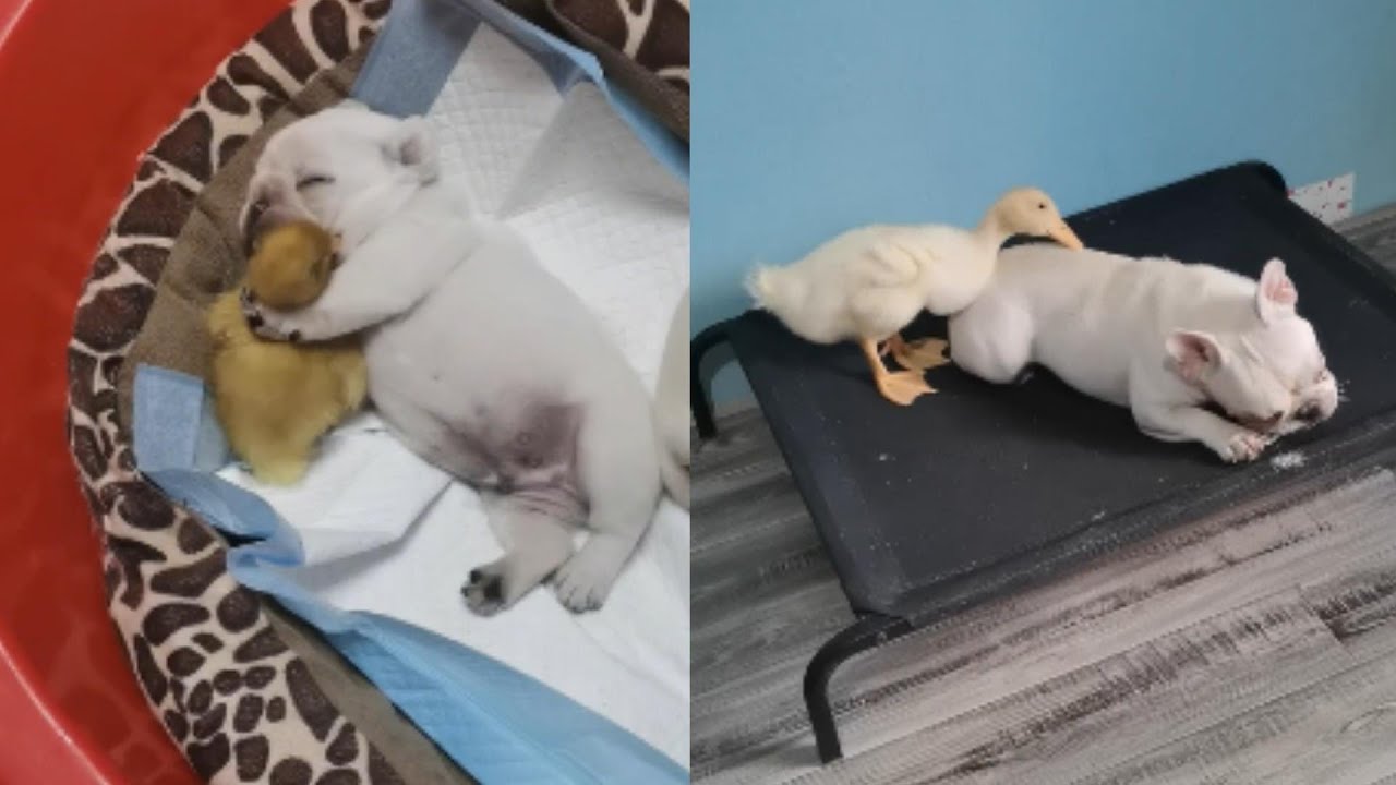 这只小鸭子从小在狗窝长大，被狗妈妈当成了自己的孩子！