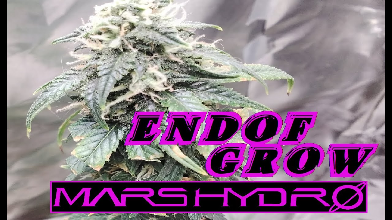 End of My First Weed Grow Last of My Weed Plants Mars Hydro #weedplants #marshydro #weedgrow