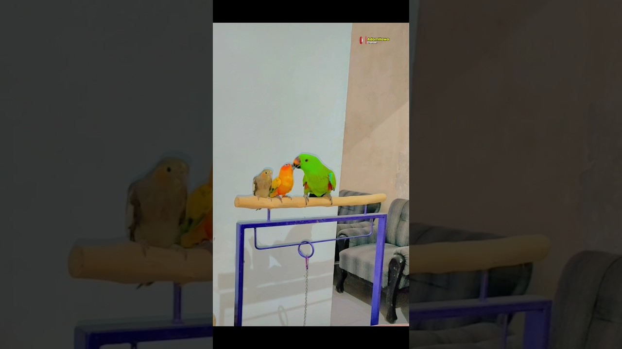 MAKAN MALAM BAYAN ROR SUN CONURE PARKIT AUSTRALI