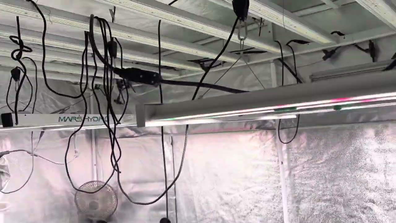 Humboldt seed company and Greenhouse seeds company. Day 1 flowering.