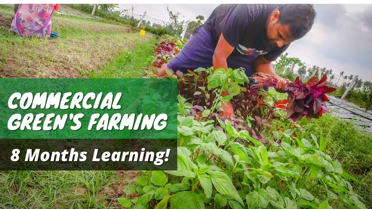 எனது 8 மாத A-Z கீரை சாகுபடி அனுபவம் || My 8 months Greens experience || Part -I