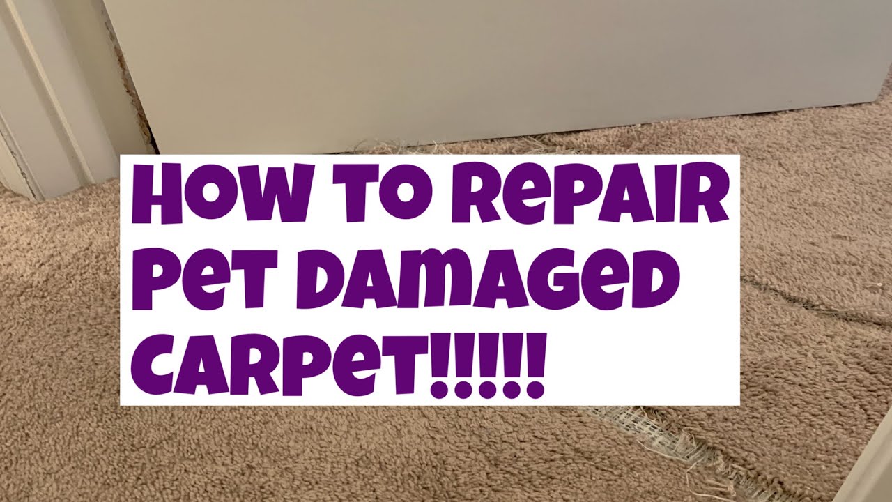 How to repair pet Damaged carpet.