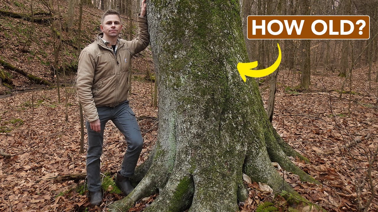What Does A Mature Forest Look Like?