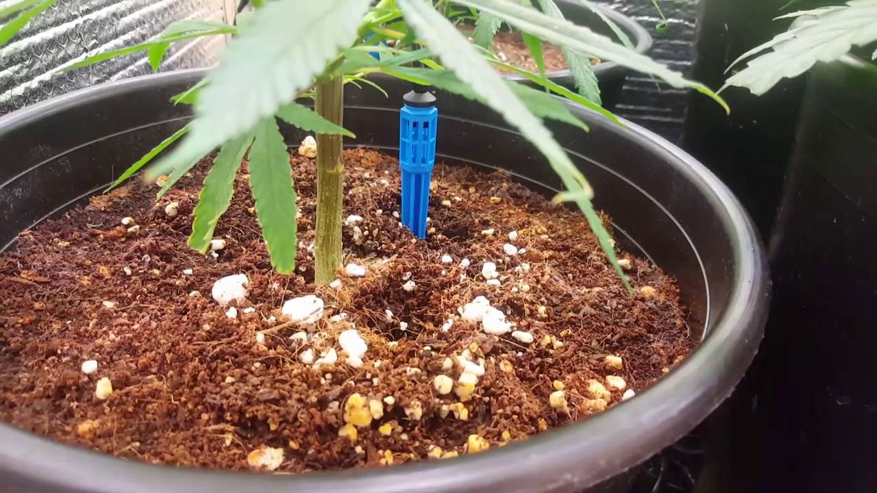 Cfl  COCO GROW day 25 veg