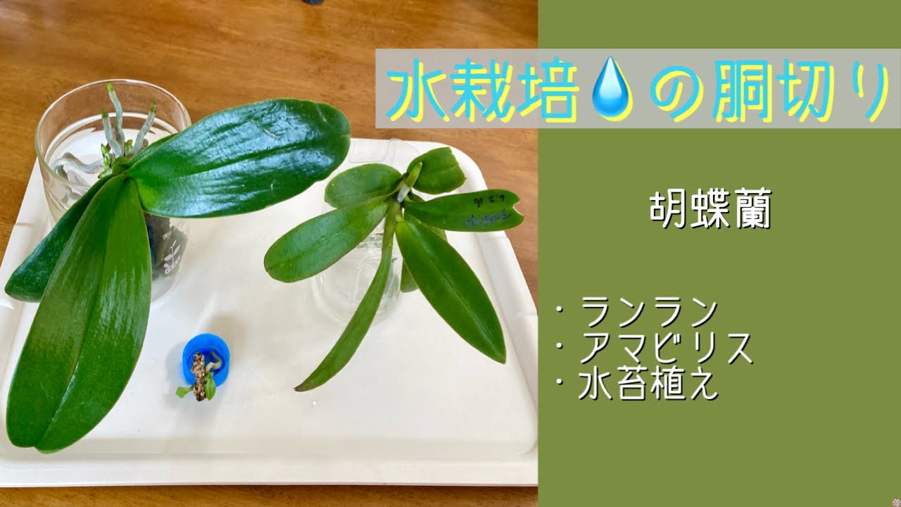 2024年6月24日　水栽培の胡蝶蘭《胴切り》　ランランの新根が10本←水苔植え　アマビリスの茎に新根が2本←水栽培とバーク植え　小さな茎に脇芽が🌱2コ←水苔植え　成長期の判断👍
