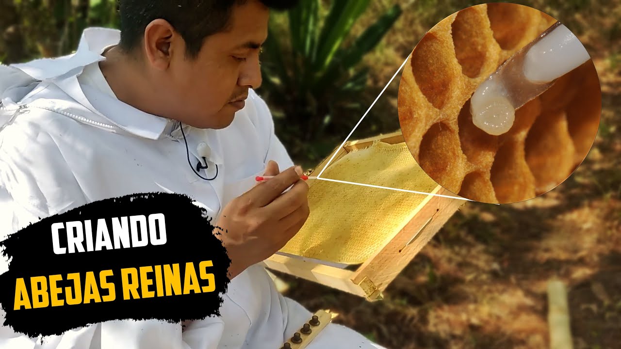Metodo favorito para criar Abejas Reinas | Criar abejas reinas 🐝