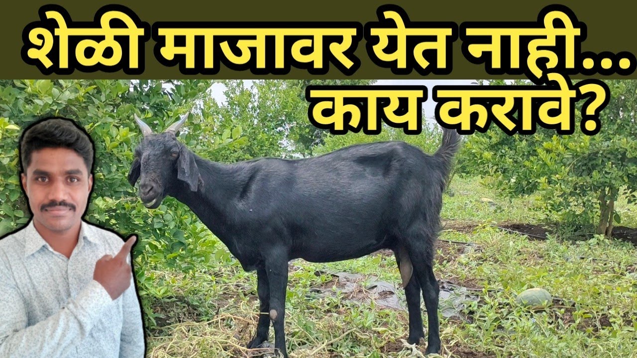 शेळी माजावर न येण्याची कारणे आणि उपाय | #शेळीपालन #Shelipalan
