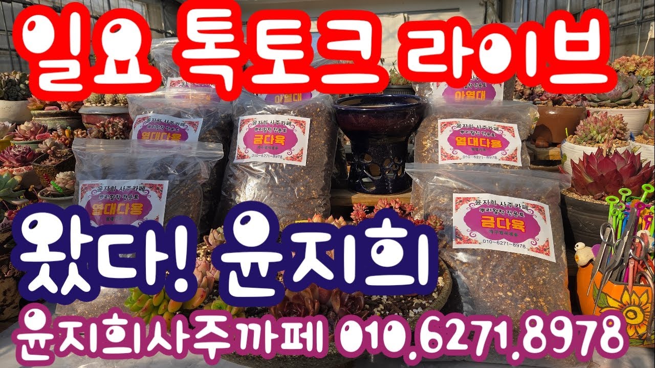 2.15. 왔다! 윤지희 ! 일요톡토크 시간 ~ 봄이다! 설레이는 봄 분갈이함께해요! 윤지희사주까페 010.6271.8978
