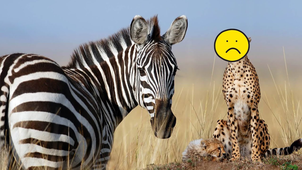 Why Life Truly Sucks For Animals