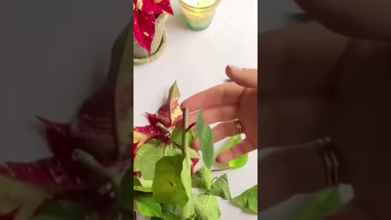 Poinsettia propagaci&oacute;n por Esquejes ! #shorts #esquejes #plantas