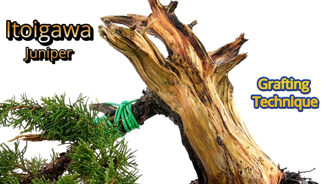 Nursery Juniper Grafted and Prepared for High Quality Bonsai #bonsaitechniques #bonsaigraft