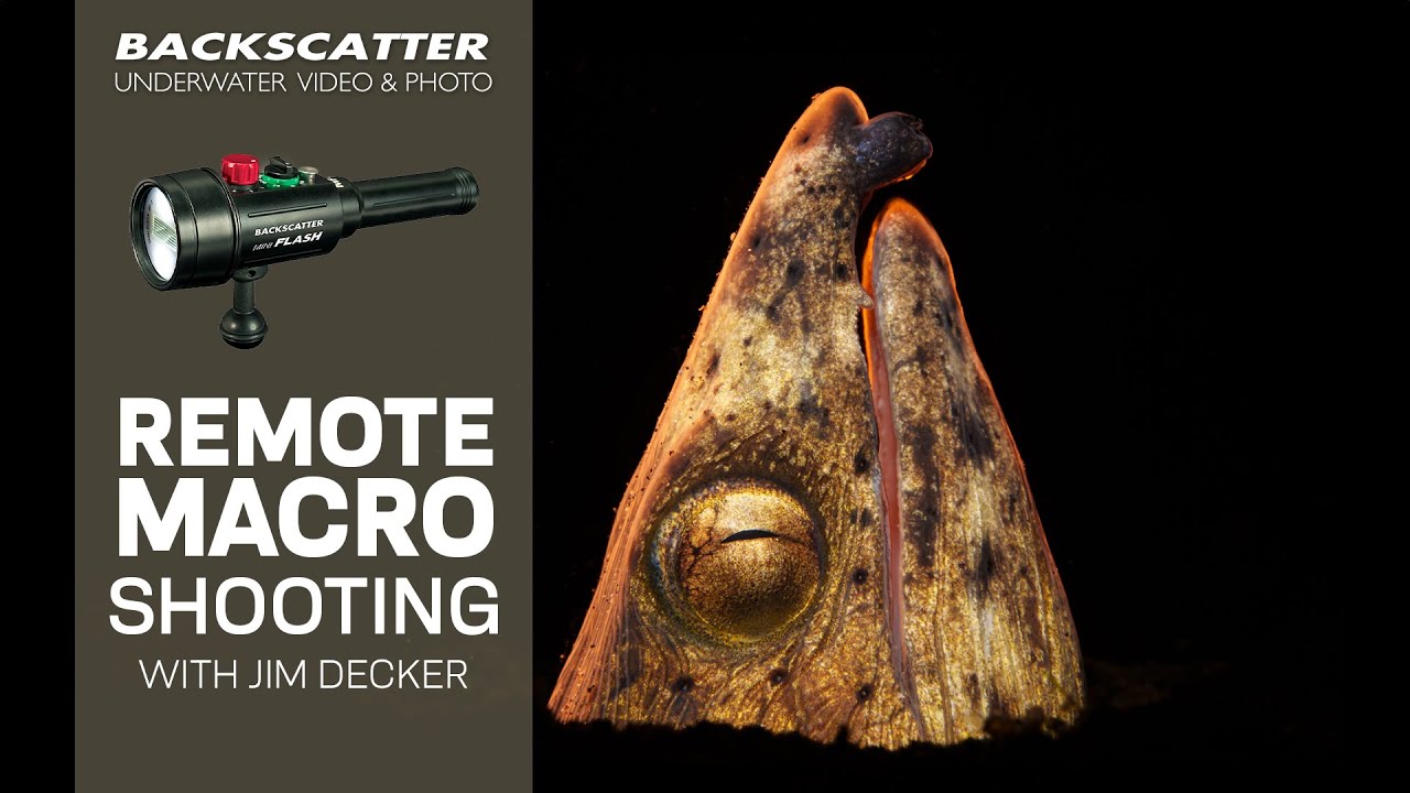 Remote Macro Underwater Photography Lighting With The Backscatter Mini Flash 2