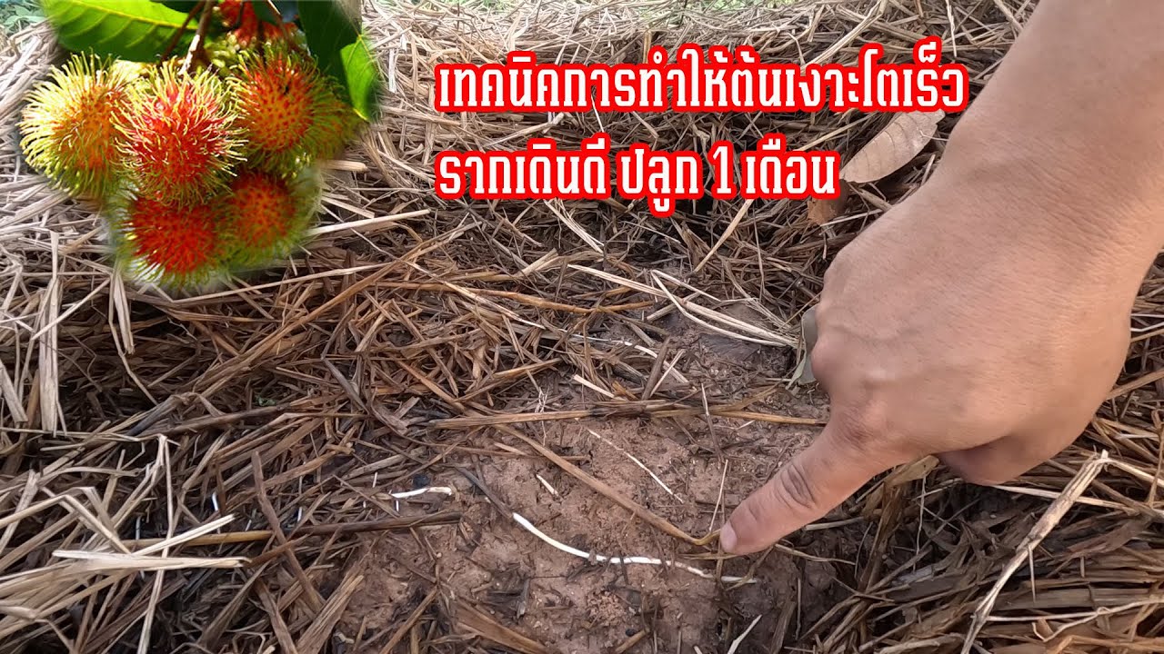 เทคนิคปลูกเงาะโรงเรียนให้โตเร็ว รากมาเต็ม คลิปนี้มีคำตอบ