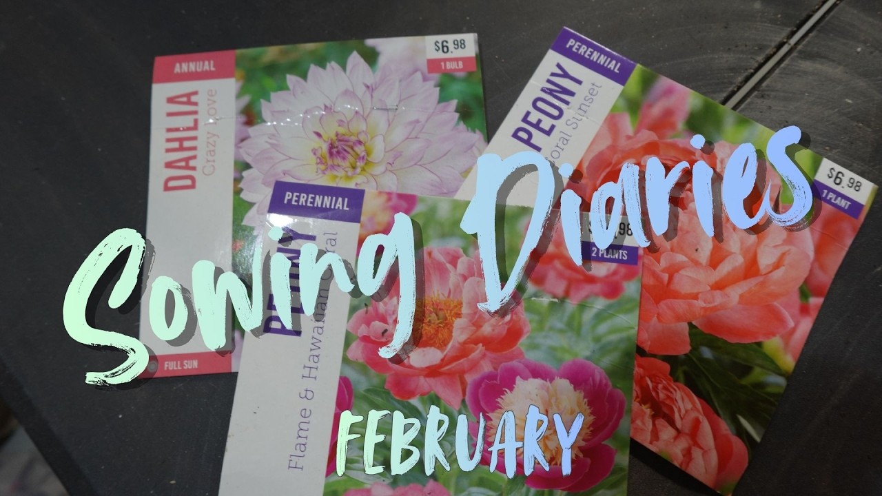 Box store peonies and dahlias & 3 winter sowing jugs \ Sowing Diaries \ Entry [ 3 ] Virginia