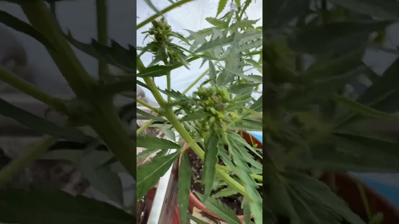 Autoflower cannabis reversal with STS #cannabisdaily #breeding #420