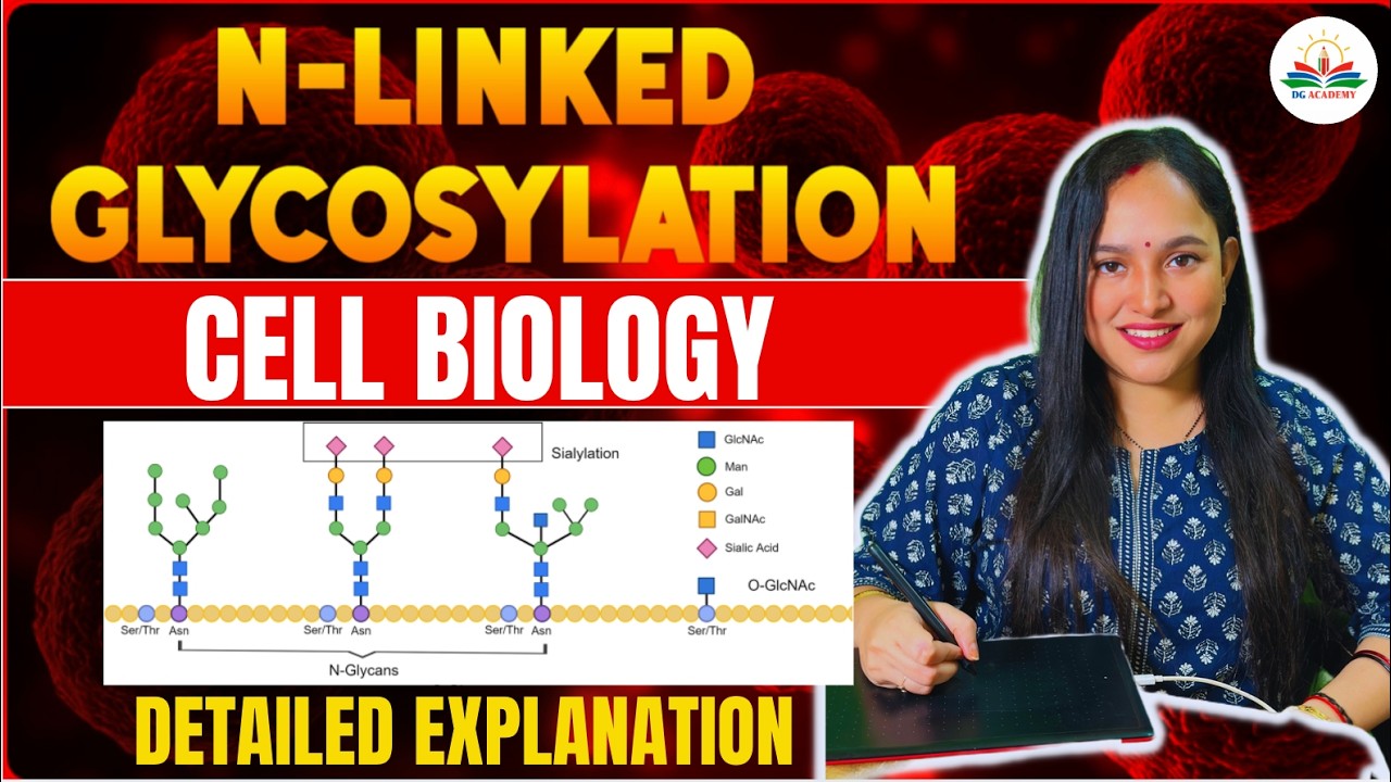 N-Linked Glycosylation | Part - I | Cell Biology | Detailed Explanation | Protein Modification