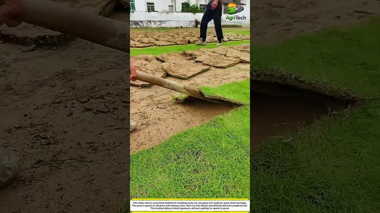 Instant Grass Installation! Fast Lawn Transformation Technique