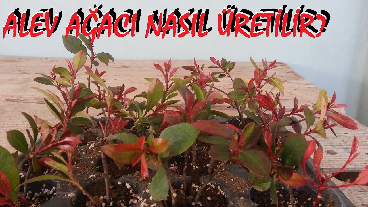 Alev ağacı, (alev çalısı) nasıl üretilir?