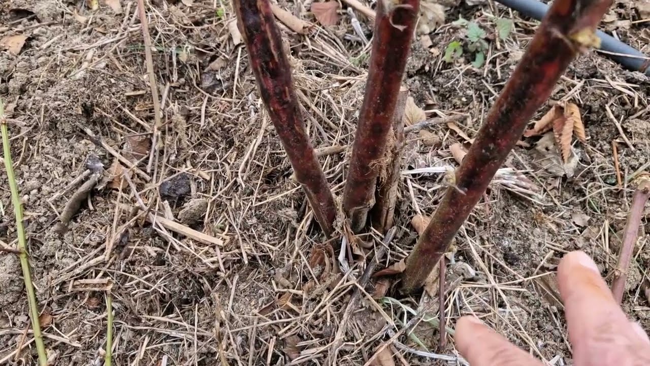 Februarsko orezivanje, prorjeđivanje i prihrana kupina