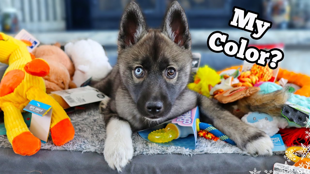 Всё, что я купил для своего нового щенка 🐶💗 🐶💗 🐶💗 🐶💗🐶� ...