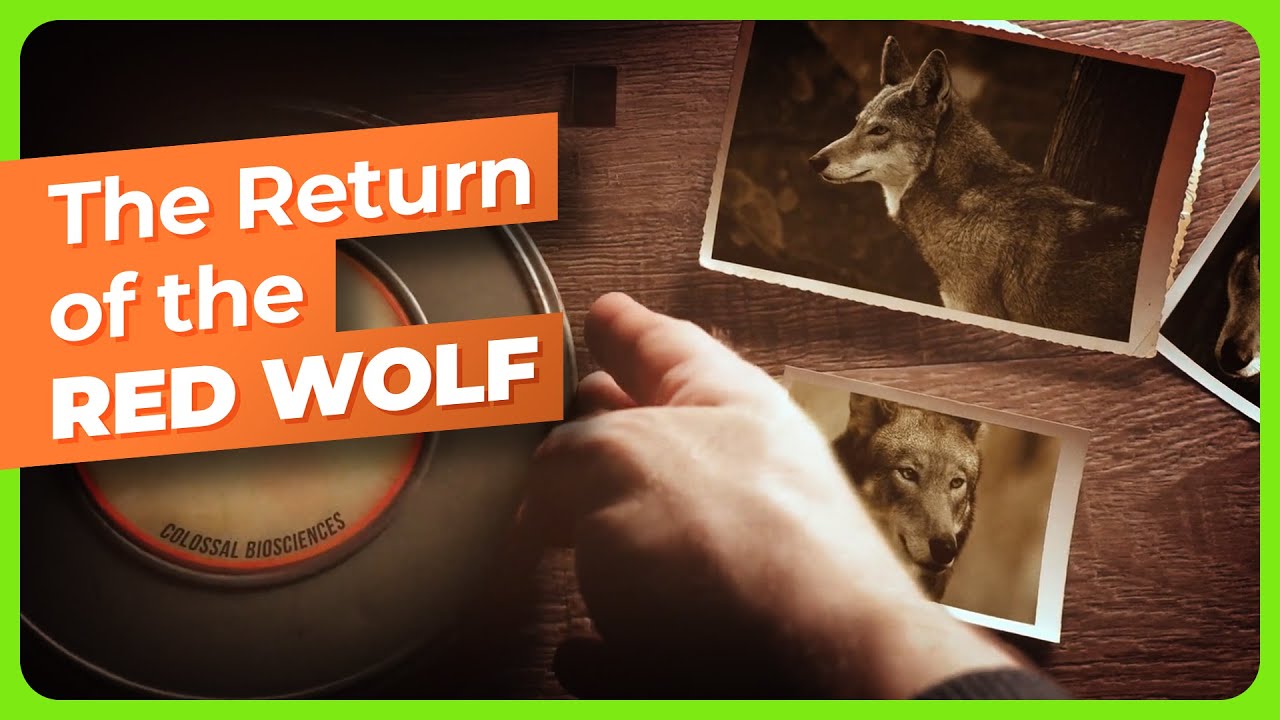 What You Need to Know About the Red &lsquo;Ghost&rsquo; Wolf