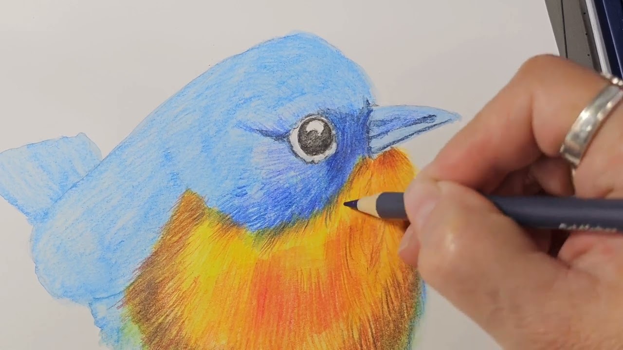 Pinto un ave con lápices de color #lapicesdecolor #arte
