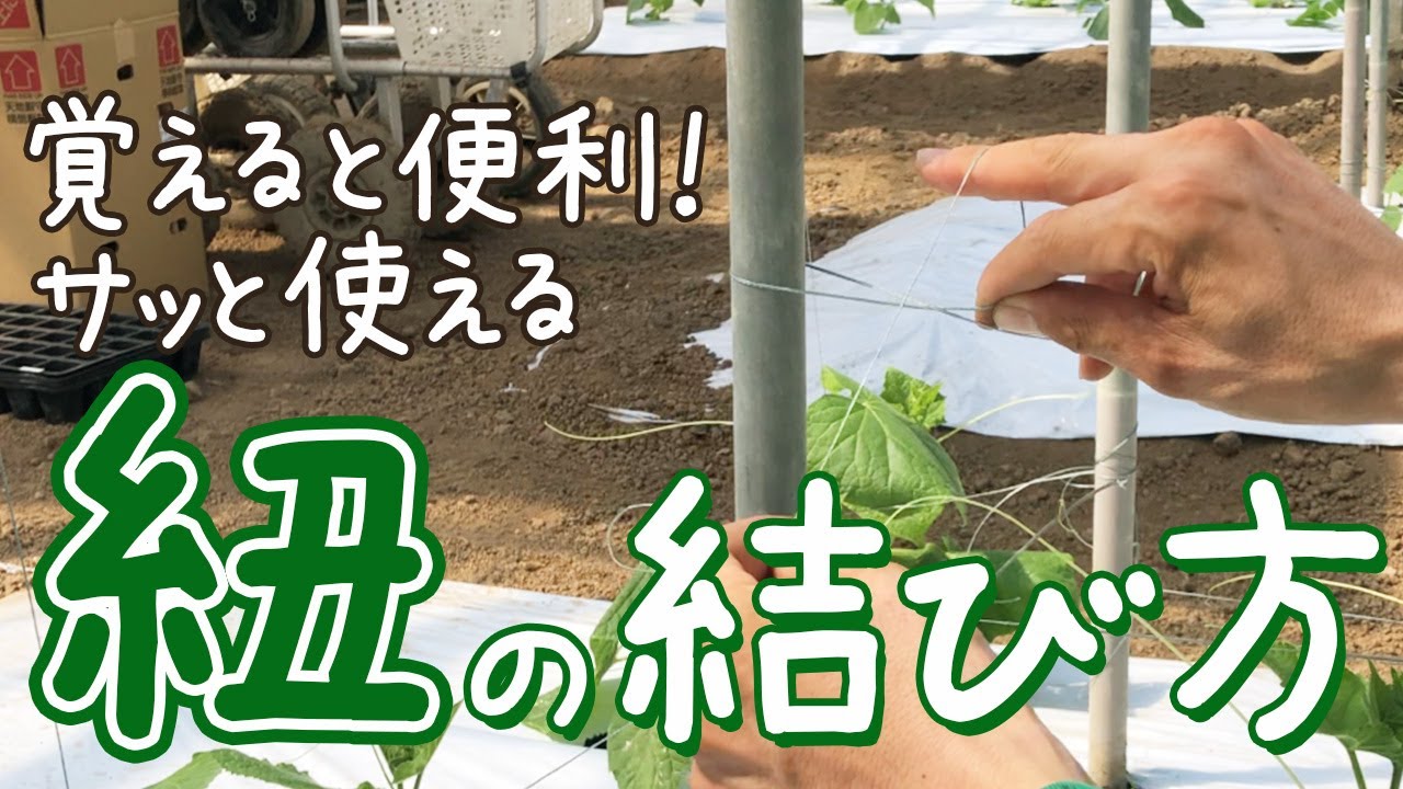 きゅうり農家がよく使う便利・簡単なひもの結び方です