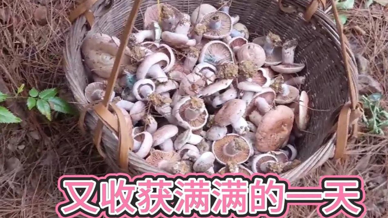 夫妻俩捡乌枞菌运气爆棚，又是捡到手发软一天，感谢大自然的馈赠 #乌枞菌 #捡枞菌的快乐