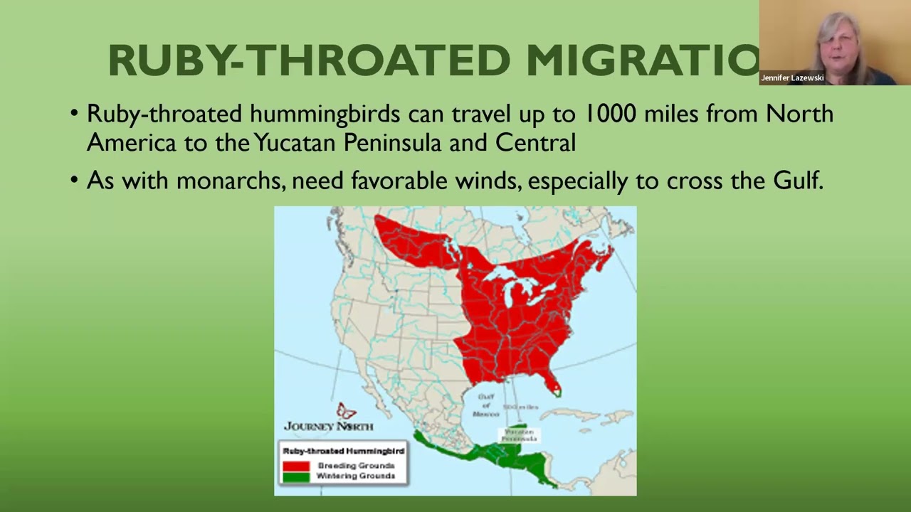 Mighty Migrations: Ruby-throated Hummingbird