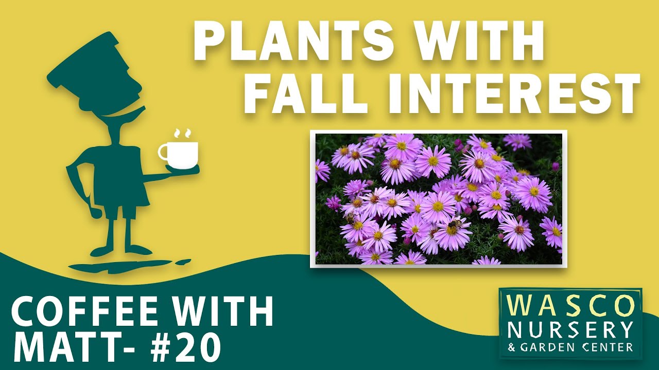 Matt's Top Plants For Fall Interest