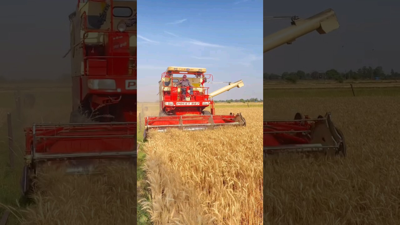 PREET 987 combine harvester  #trendingshorts