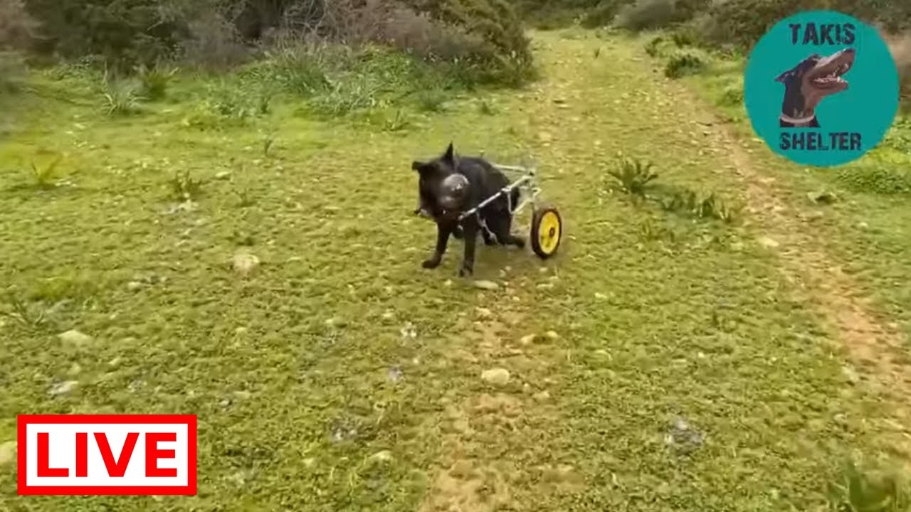 A lovely long walk with Black ! - Takis shelter