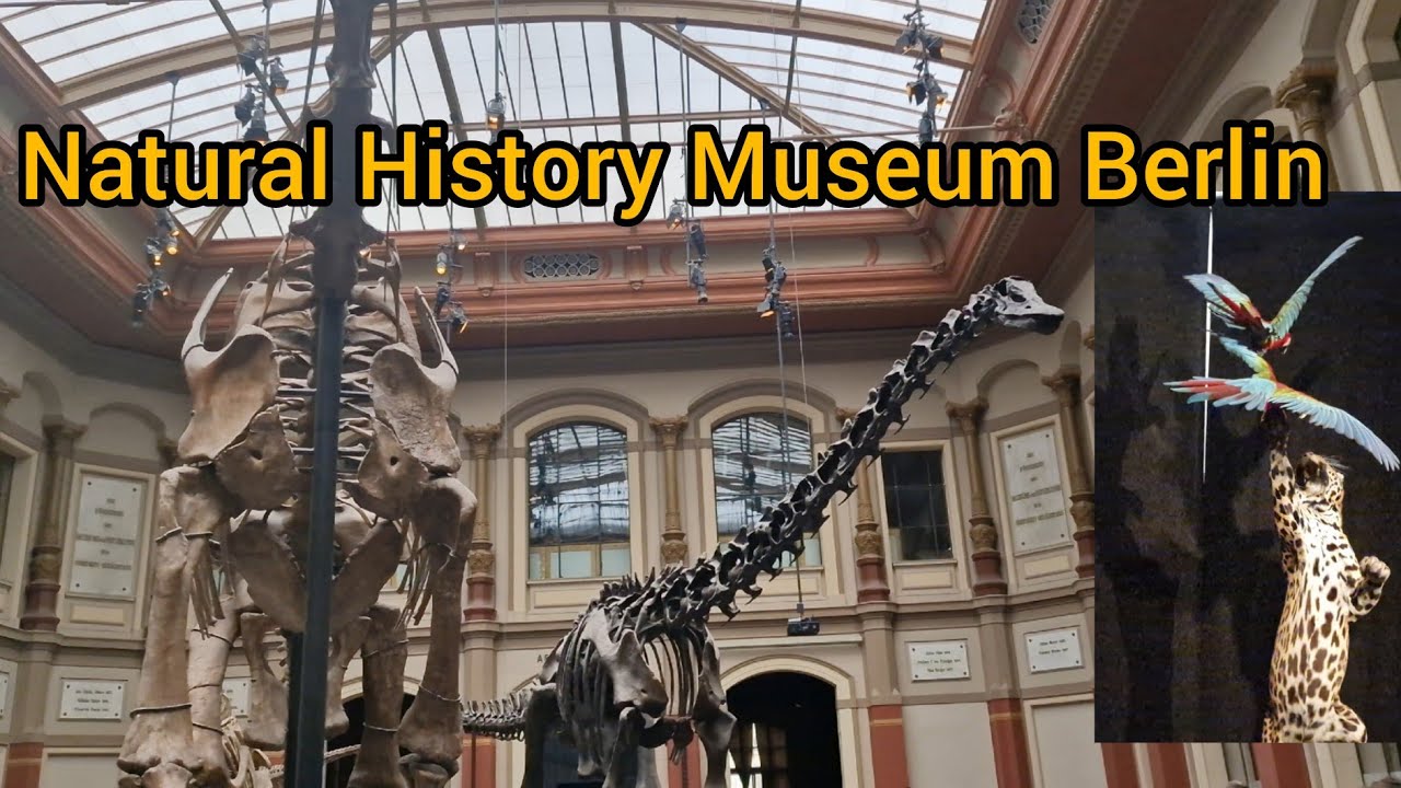 Naturkunde Museum Berlin History Museum Dinosaurier Museum Alina's cooking And Blog
