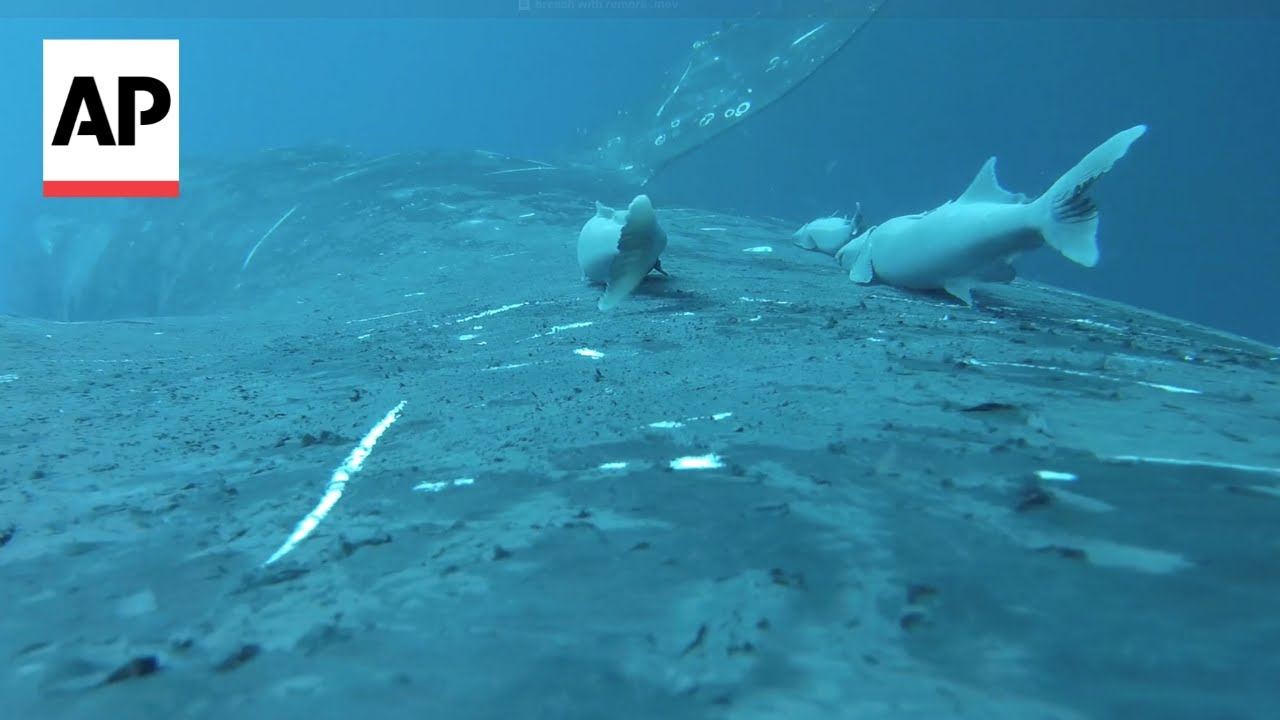 Rare video shows sucker fish hitching rides on humpback whales