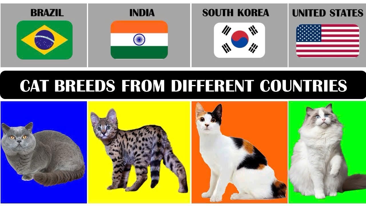 Cat Breeds From Different Countries 