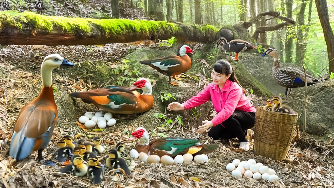 Harvest Duck Eggs, goes to the market to sell - Harvesting and Cooking |Tieu Vy Real Life